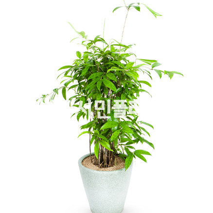 ★골드세피아★