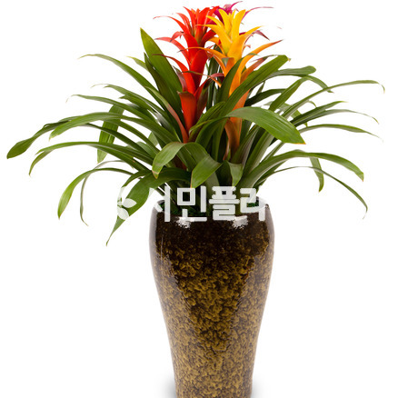 체리