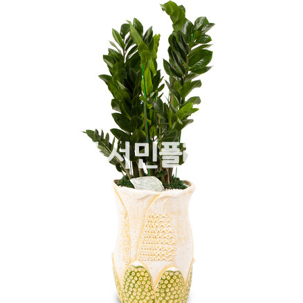 금전수(돈나무/고급)