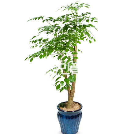 녹보수