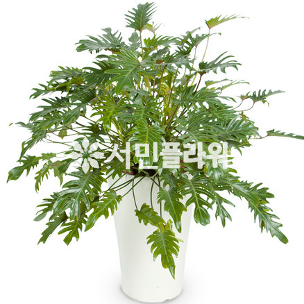 셀렘