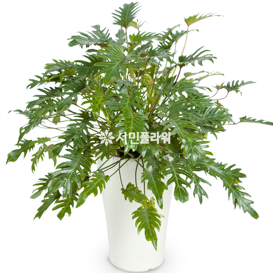 상세이미지