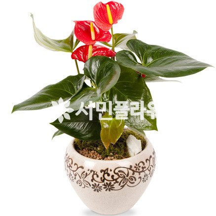 안시리움