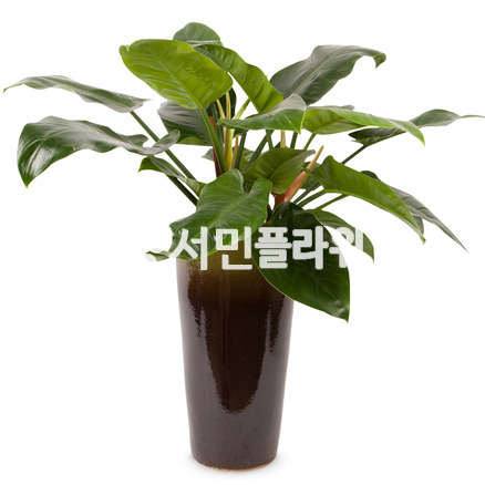 콩고화분 고급 원형분