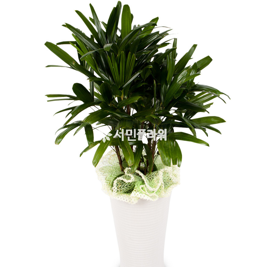 상세이미지