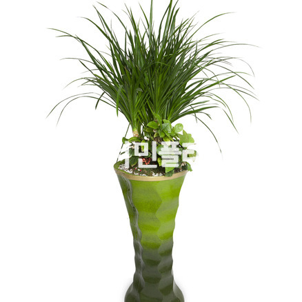 드라고 (마블화분)