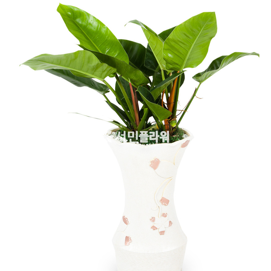 상세이미지