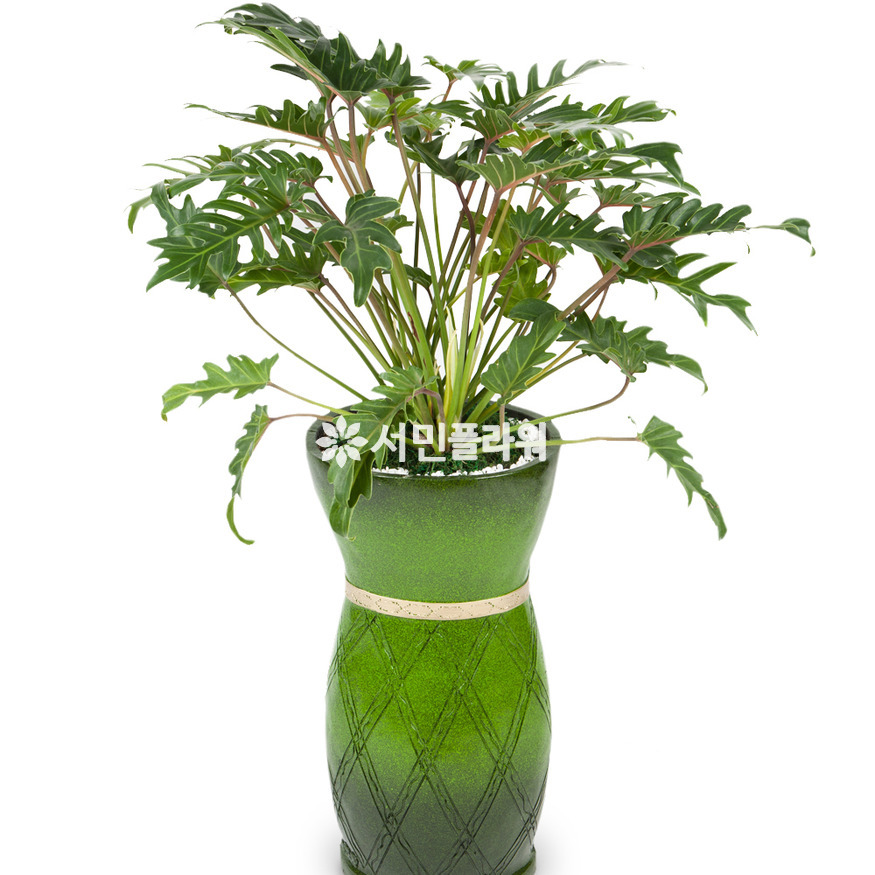 상세이미지