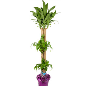 행운목(화분포장) 1m 70cm 이상