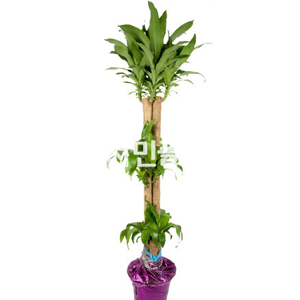 행운목(화분포장) 1m 70cm 이상