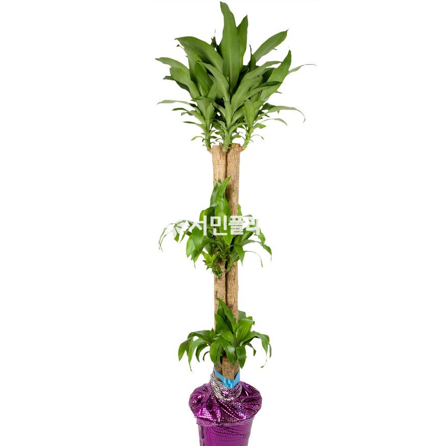 상세이미지