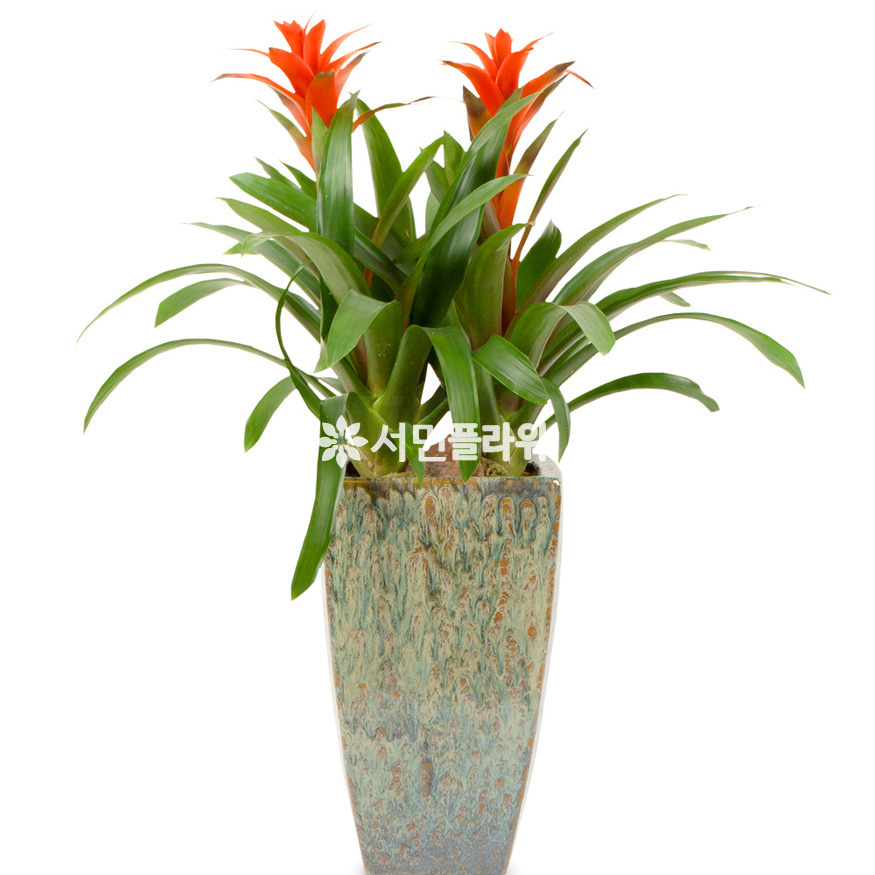 상세이미지