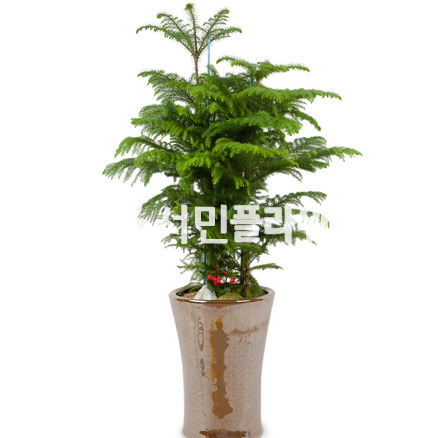 알로카리아