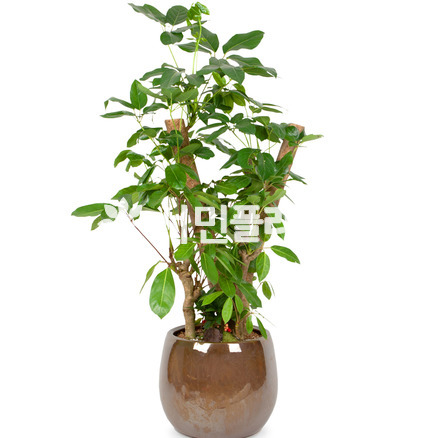 관엽23
