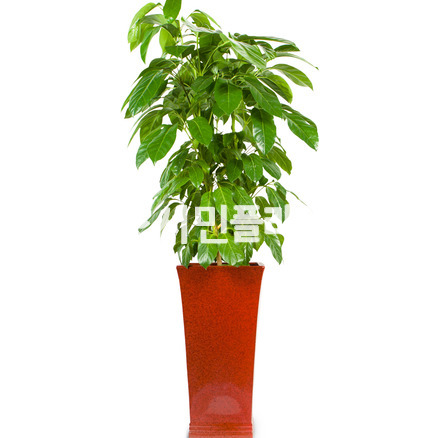 대엽홍콩2