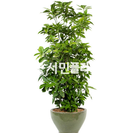 청목1