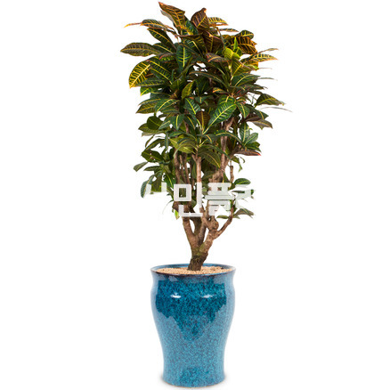 크로톤 고급