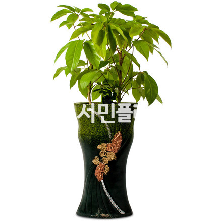 쥬필란다스(대엽홍콩야자)