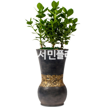쟈스민