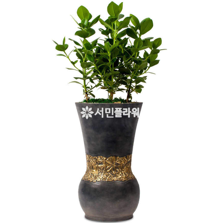 상세이미지
