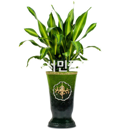 드라세나맛상-마블
