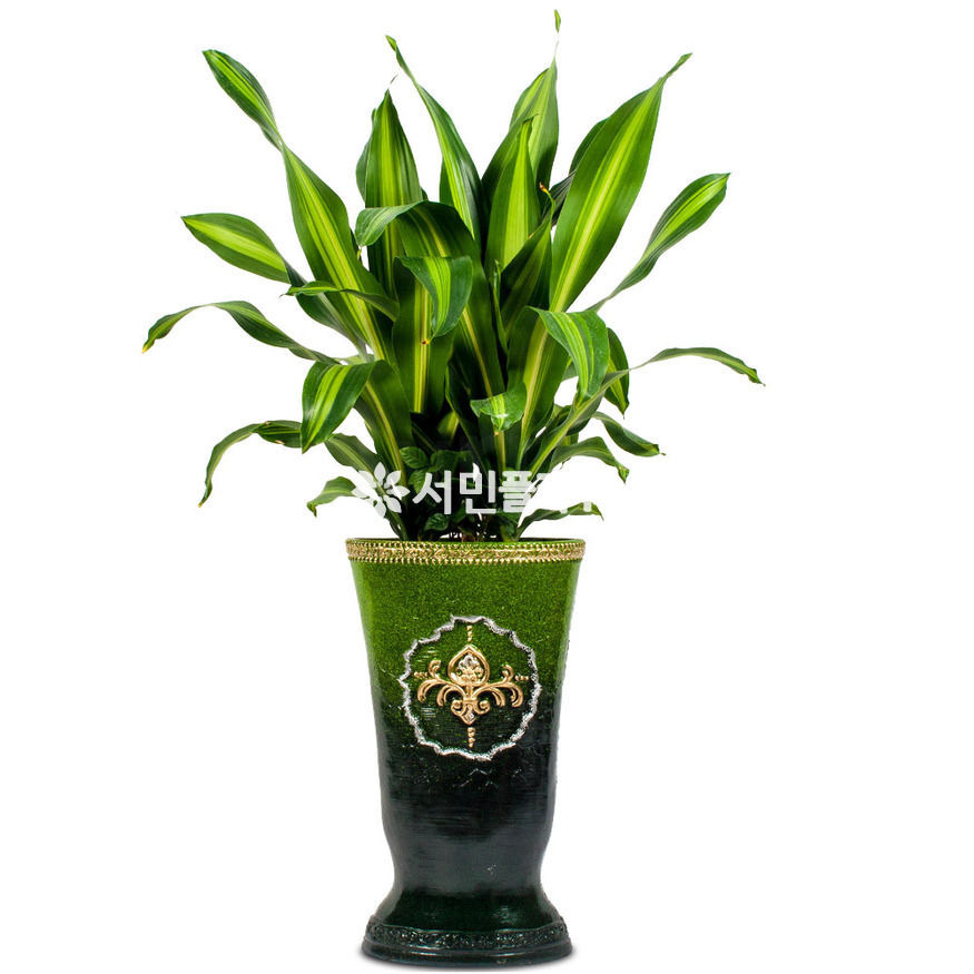 상세이미지