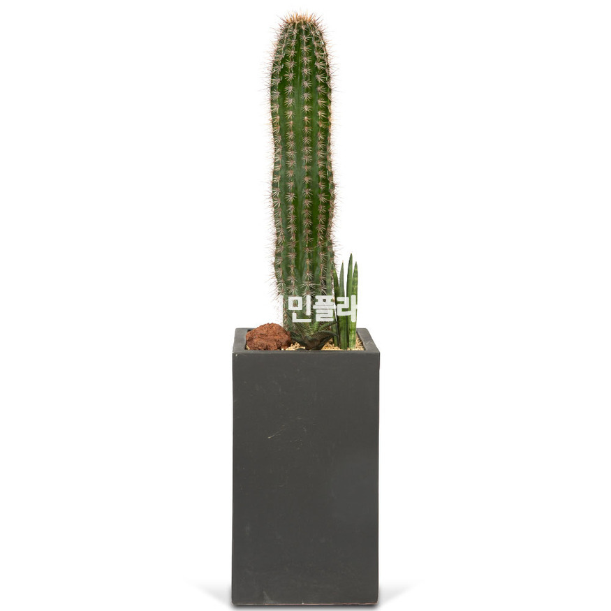 상세이미지