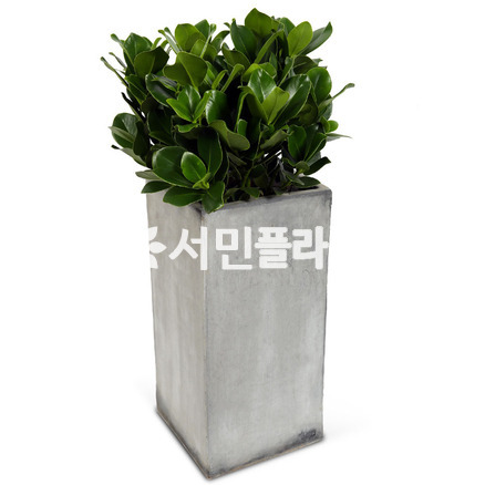 크루시아