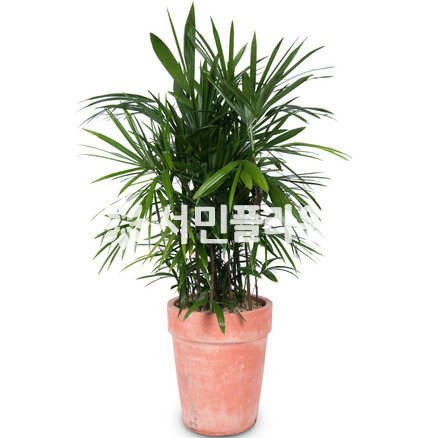 관음죽-고급분