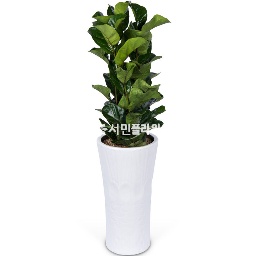 상세이미지