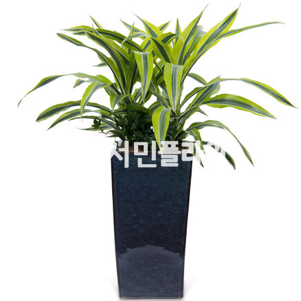 레몬라임(고급분)