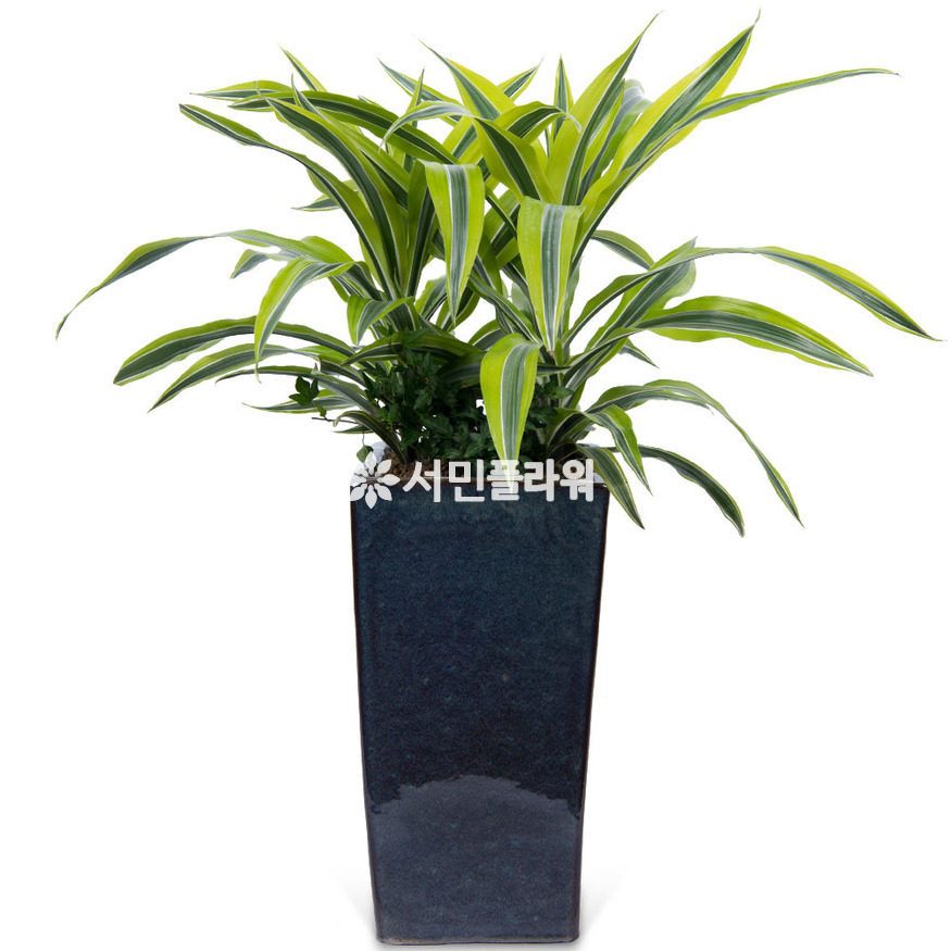 상세이미지