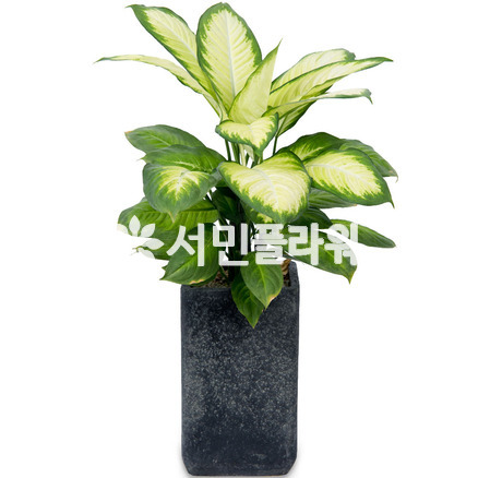 마리안느(명품)
