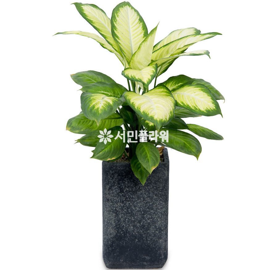 상세이미지