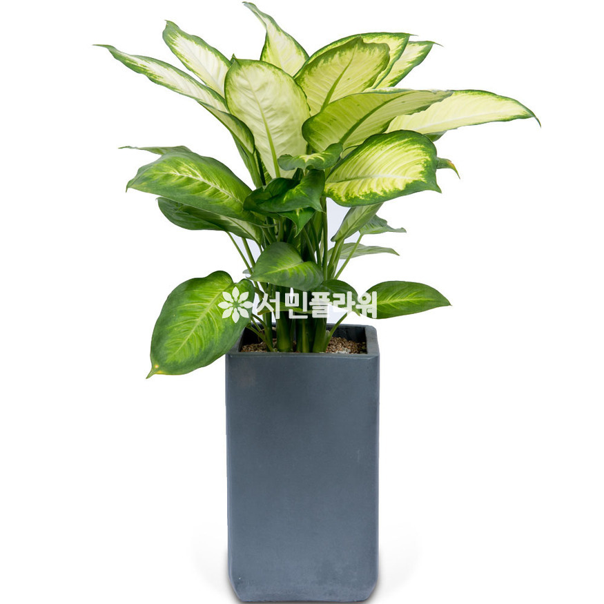 상세이미지