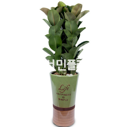 고무나무(고급대품)