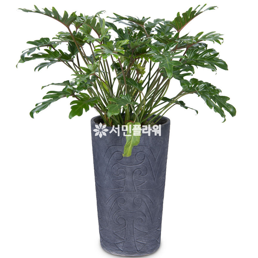 상세이미지