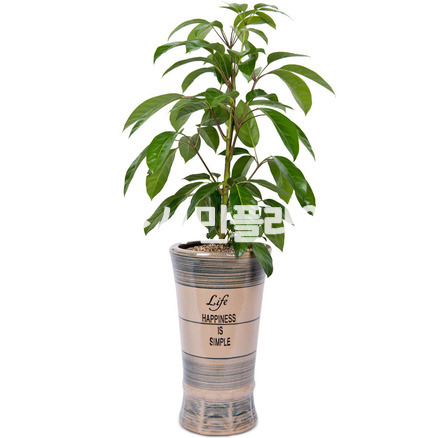 대엽홍콩
