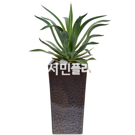용설란 