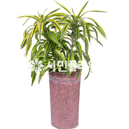 와네끼 m1001