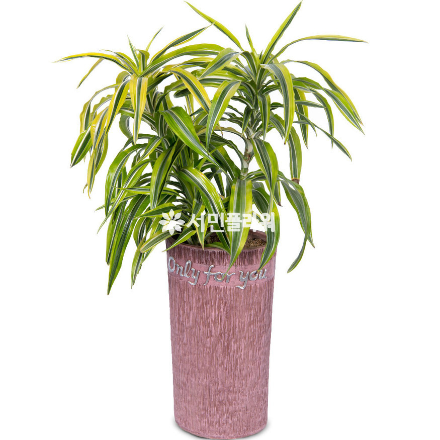 상세이미지