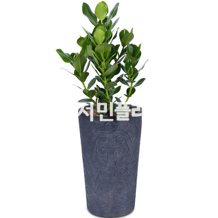 크루시아 m801