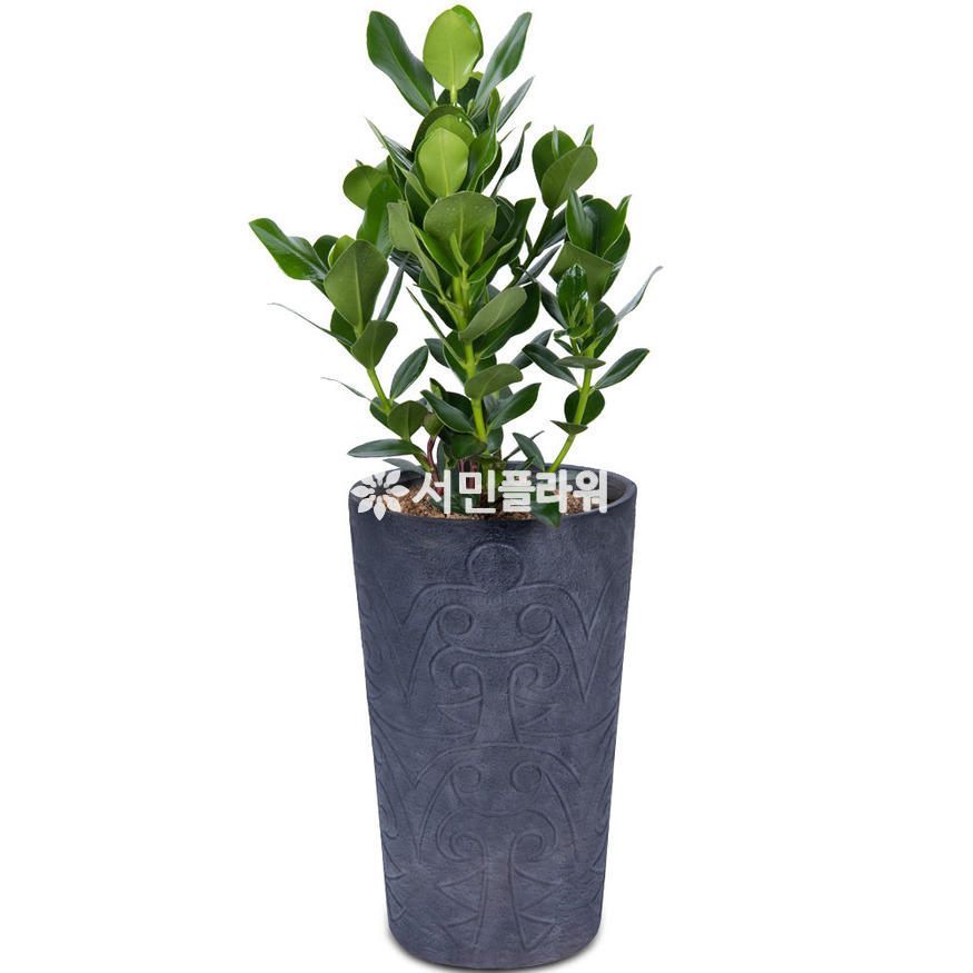 상세이미지