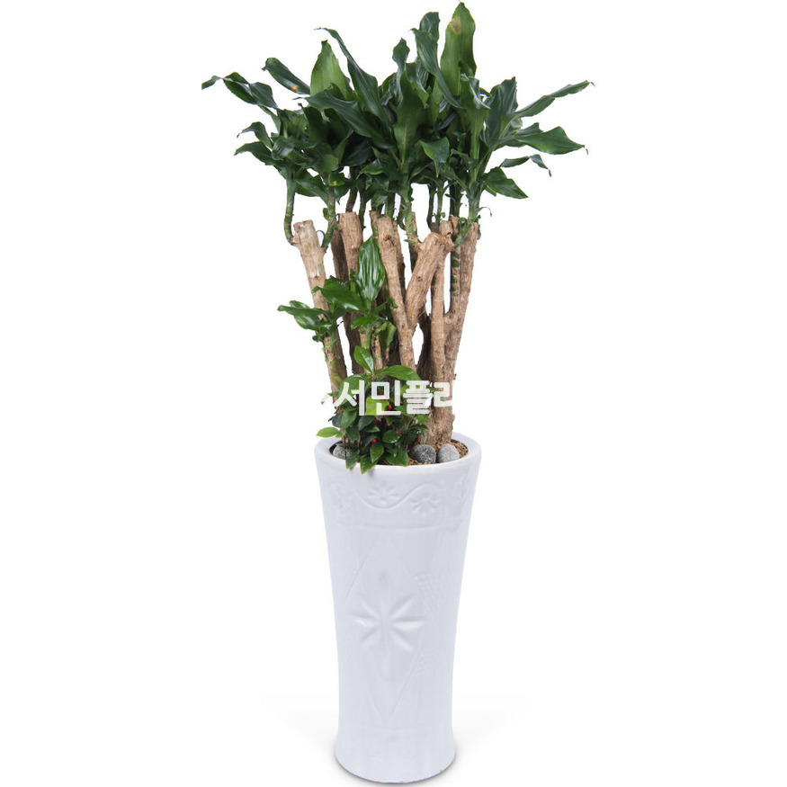 상세이미지
