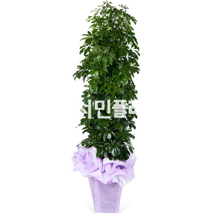 홍콩야자(포장분) 170cm이상