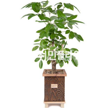 대엽홍콩 고급사각분 (화분문의)