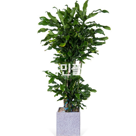 황금죽 (시멘트사각분)