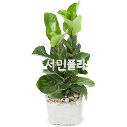 떡갈