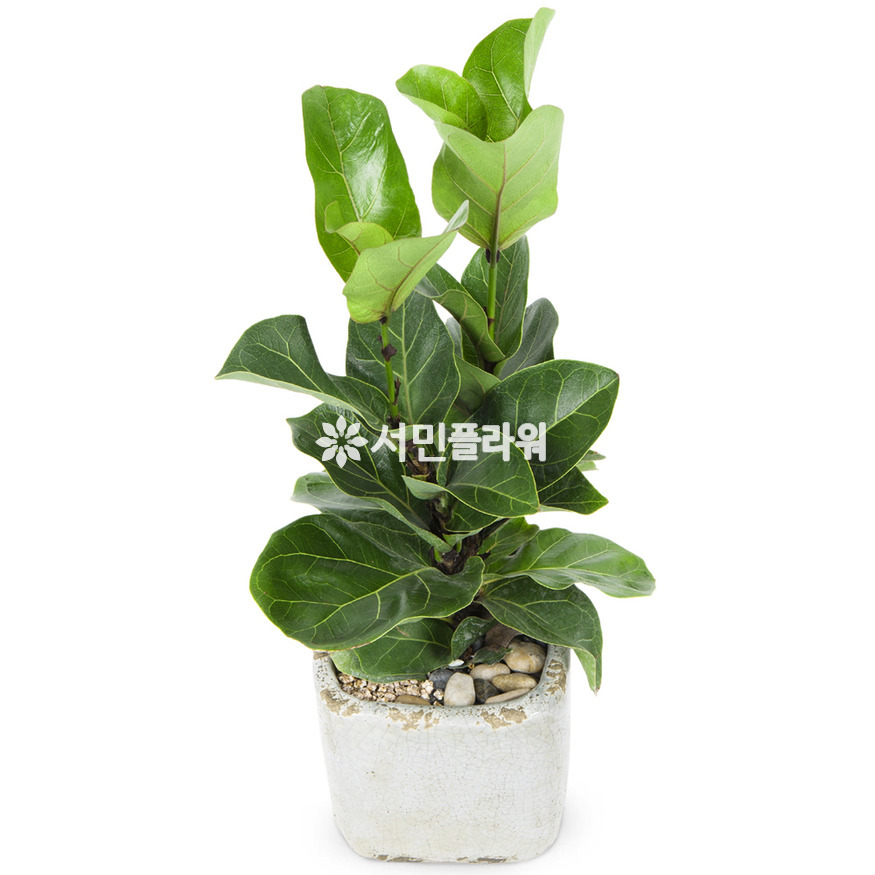 상세이미지