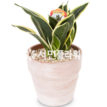미인슈퍼바